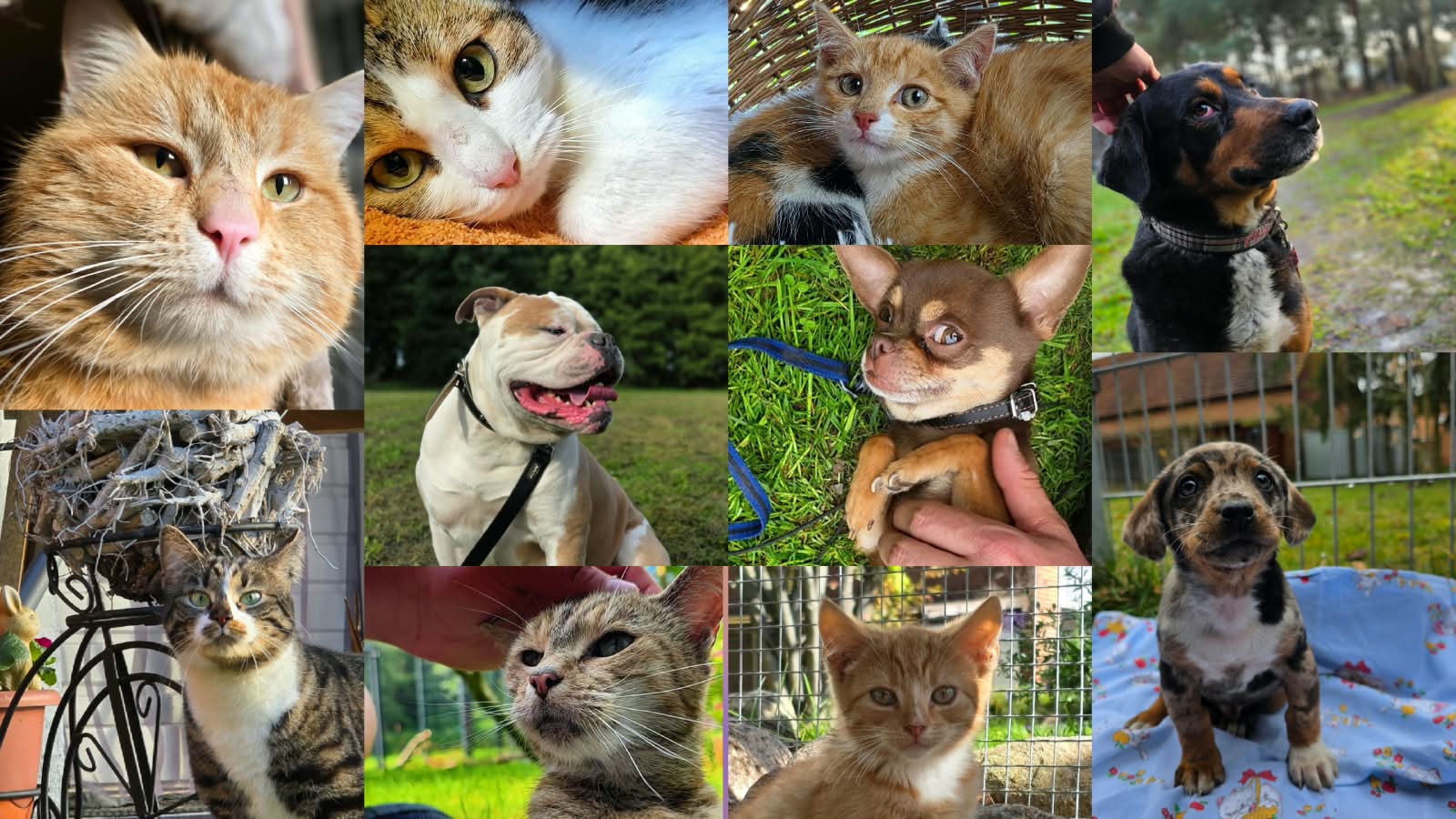 Kollage die verschiedene Katzen und Hunde in verschiedenen Situationen zeigt